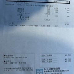 車庫で生まれた猫 − 愛知県