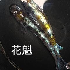 農産物直売所　メダカ販売の画像