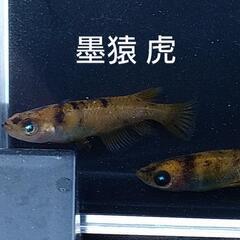 農産物直売所　メダカ販売の画像