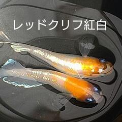 農産物直売所　メダカ販売の画像
