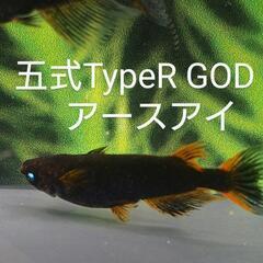 農産物直売所　メダカ販売の画像