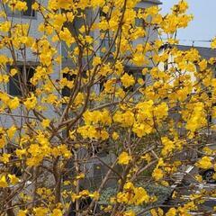 ブラジルの桜、イペイ(一平)の今年取れた種あげます。