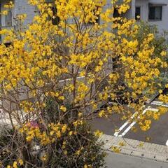 ブラジルの桜、イペイ(一平)の今年取れた種あげます。の画像