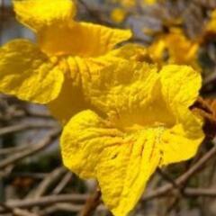ブラジルの桜、イペイ(一平)の今年取れた種あげます。の画像