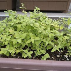 ネペタライムライトポット苗と挿し穂付きの画像