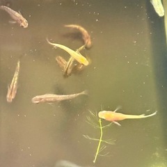 ミックスめだか6匹の画像