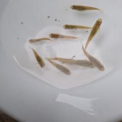 日本くろめだか　10匹🐟の画像