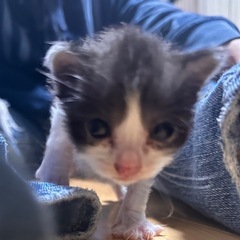 里親募集🐈‍⬛🐈