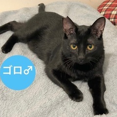 ゴロちゃん♂8ヶ月♥︎黒ねこ3兄妹