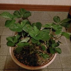 いちご🍓の苗植木鉢付き