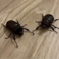【新成虫ペア】ゴロファ・テルサンデール