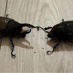 【成虫ペア】ヘラクレスリッキー