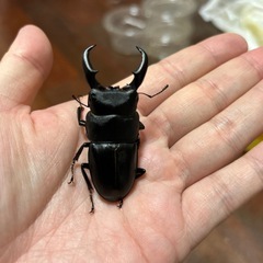 オキナワヒラタクワガタ新成虫トリオ