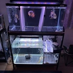 水槽　熱帯魚