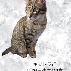 5月26日生まれキジトラ♂2歳