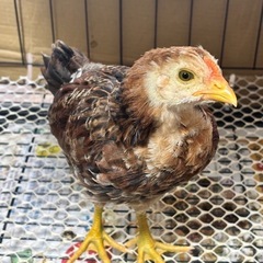 ニワトリ　アローカナ
