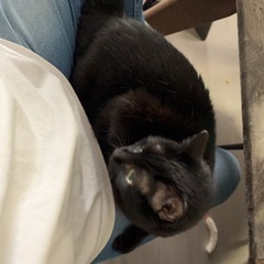 黒猫　キキ