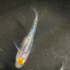 白斑サファイアの卵