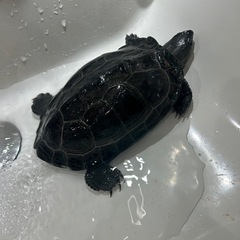 クサガメ14歳