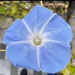 朝顔のタネ　30粒の画像