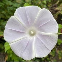 朝顔のタネ　30粒の画像