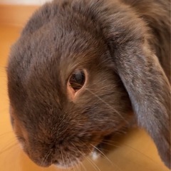 うさぎ「ロップイヤー」1才7ヶ月　オス