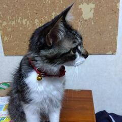 迷い猫保護しましたが飼い主見つからず - 佐伯市