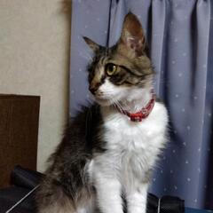 迷い猫保護しましたが飼い主見つからず - 猫