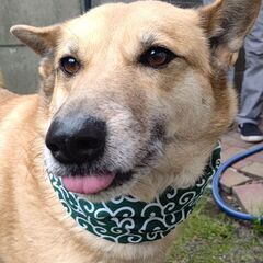 柴犬系のミックス犬です、一度募集終了しましたが諸事情により再度募集いたします。 - 犬