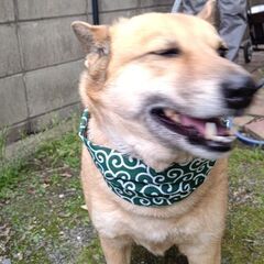 柴犬系のミックス犬です、一度募集終了しましたが諸事情により再度募集いたします。 − 福岡県