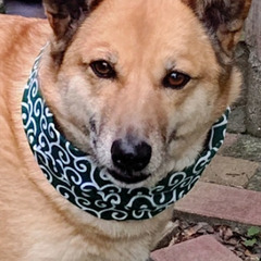柴犬系のミックス犬です、一度募集終了しましたが諸事情により再度募集いたします。 - 里親募集