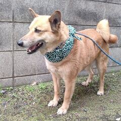 柴犬系のミックス犬です