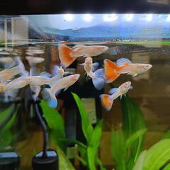 グッピー　熱帯魚