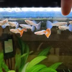 グッピー　熱帯魚　オス１・メス2の画像