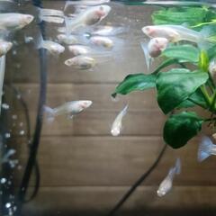 グッピー　熱帯魚　オス１・メス2の画像