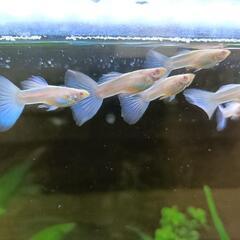 グッピー　熱帯魚　オス１・メス2の画像