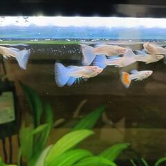 グッピー　熱帯魚　オス１・メス2の画像