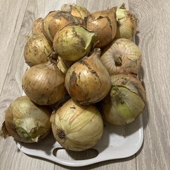 お話中　玉ねぎ　タマネギ　たまねぎ