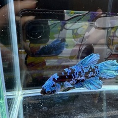 ベタ