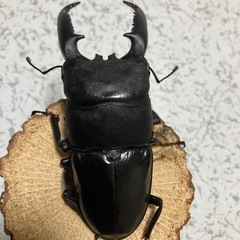 パラワンオオヒラタ幼虫の画像