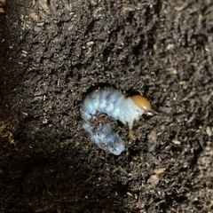 パラワンオオヒラタ幼虫の画像