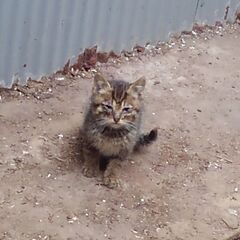 野良猫が多い地域から、子猫を救ってくださる方。