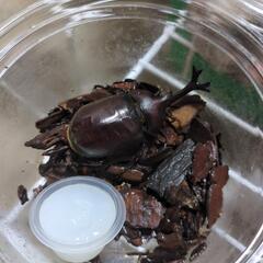 カブトムシ