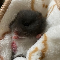 長毛ハムスター🐹💓