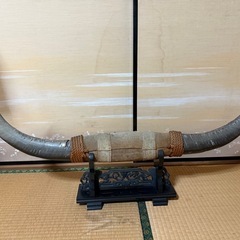 水牛の角の画像