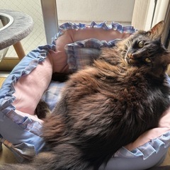迷子猫、遠里小野