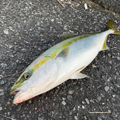 平日行ける方で楽しく一緒に釣りが出来る釣り友探してます