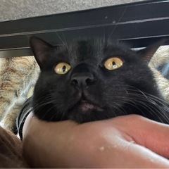 黒猫くん クロ 5才 里親募集
