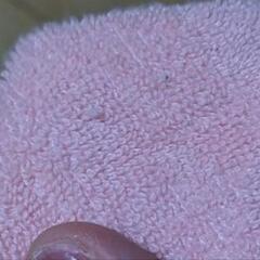 nittaku タオルハンカチの画像