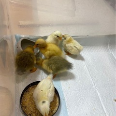 コールダック